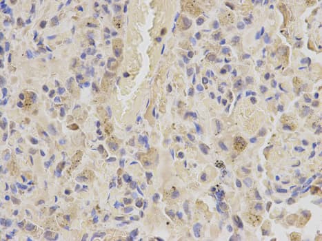 IHC-plus™ SHMT / SHMT2 Antibody