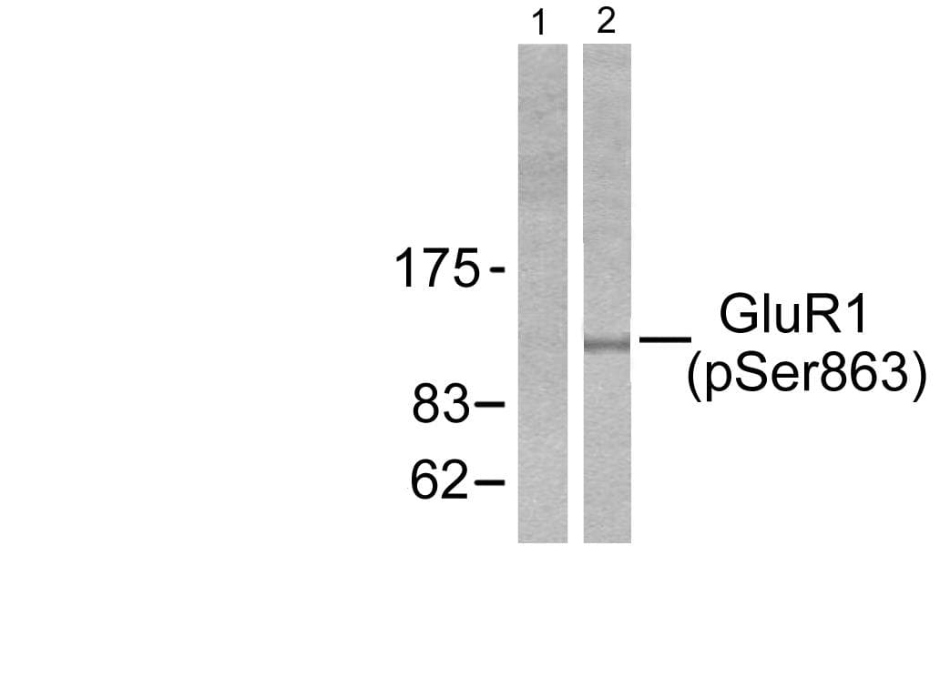 GRIA1 / GLUR1 Antibody (phospho-Ser863)