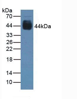 PAX6 Antibody (aa1-130)