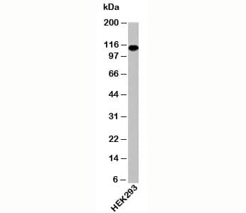 Polyclonal Rabbit anti-Human IPO9 / Importin 9 Antibody (C-Terminus, WB)