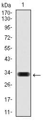 HAS3 Antibody (aa312-364, clone 3C9)