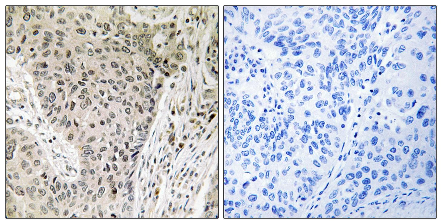 ARHGEF19 / WGEF Antibody