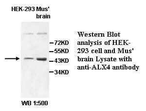 ALX4 Antibody