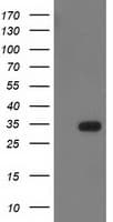 HDHD2 Antibody (clone OTI1A4, Carrier-free)