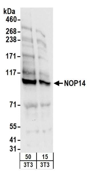 Polyclonal Rabbit anti-Human NOP14 / C4orf9 Antibody (aa750-800, WB)