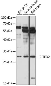 CITED2 Antibody
