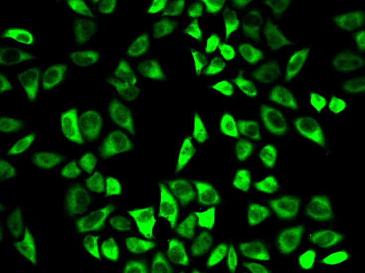 Polyclonal Rabbit anti-Human PRDX6 / Peroxiredoxin 6 Antibody (IHC, IF, WB)