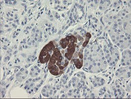 FTCD / 58K Golgi Protein Antibody (clone OTI4F5)