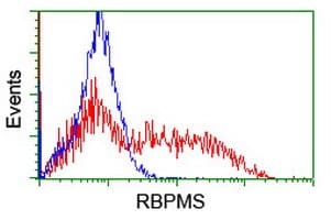 RBPMS / Hermes Antibody (clone OTI1C11)