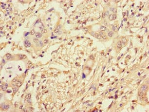 CWC22 Antibody