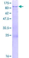 Human TRIM29 Protein (Recombinant GST)