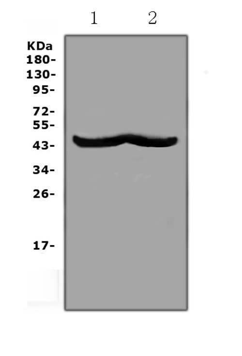 CHI3L1 / YKL-40 Antibody