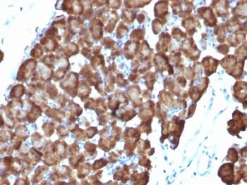 ODC1 / Ornithine Decarboxylase Antibody (clone ODC1/486, Ready-to-Use)
