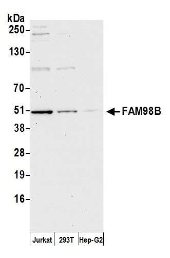 Polyclonal Rabbit anti-Human FAM98B Antibody (aa1-50, WB)