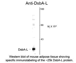 IHC-plus™ Polyclonal Rabbit anti-Mouse GSTK1 Antibody (IHC, WB)