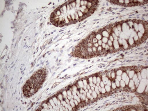 AMT Antibody (aa146-403, clone OTI6F4)