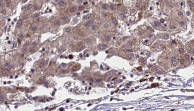 Polyclonal Rabbit anti-Human OR51L1 Antibody (IHC, WB)