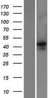 COL26A1 / EMID2 Protein (Over-Expression Lysate Myc-DDK (Flag))