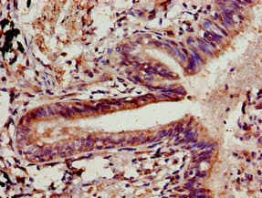 CLDN5 / Claudin 5 Antibody (aa181-218)