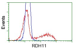 RDH11 Antibody (clone OTI1B4)