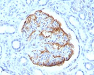 Monoclonal Mouse anti-Human WT1 / Wilms Tumor 1 Antibody (clone SPM361, aa1-181, IHC, IF)