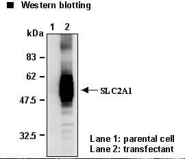 Polyclonal Rabbit anti-Human SLC2A1 / GLUT-1 Antibody (IHC, WB)