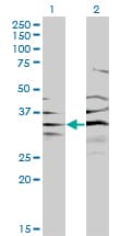 BPNT1 Antibody (clone 2E1)