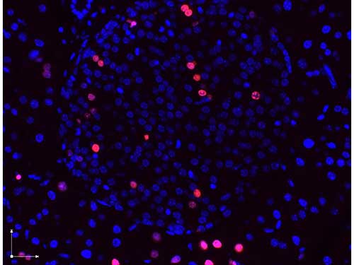 BrdU Antibody