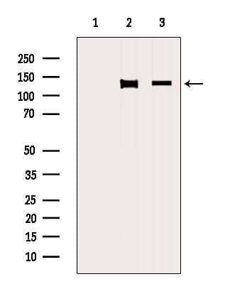 NRDE2 / C14orf102 Antibody