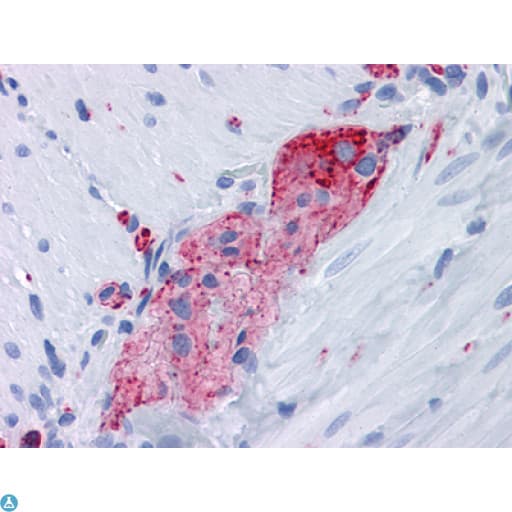 SYP / Synaptophysin Antibody