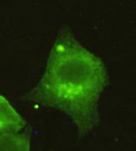 Monoclonal Mouse anti-Human HDAC4 Antibody (N-Terminus, IF, WB)