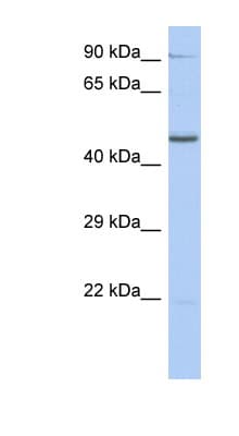 ZNF669 Antibody (aa107-156)