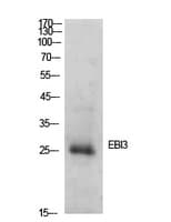 EBI3 / IL-27B Antibody