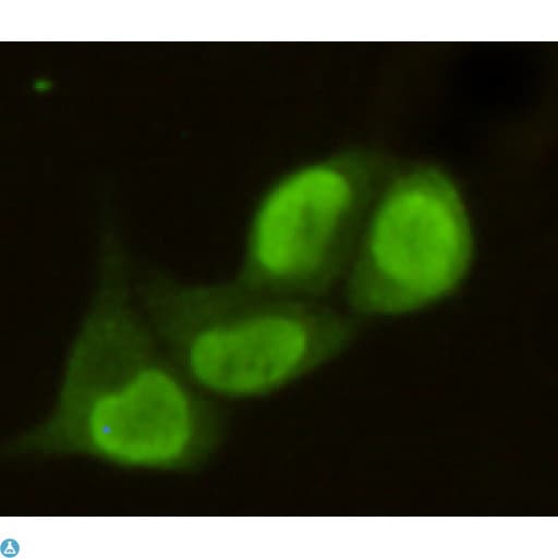 PRMT6 Antibody