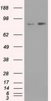 NTRK3 / TRKC Antibody (clone OTI19B8)