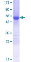 Human FAM49B / L1 Protein (Recombinant GST)