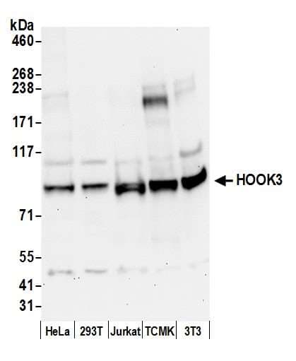 HOOK3 Antibody (aa425-475)
