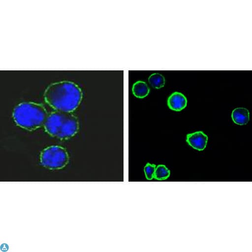 CD37 Antibody