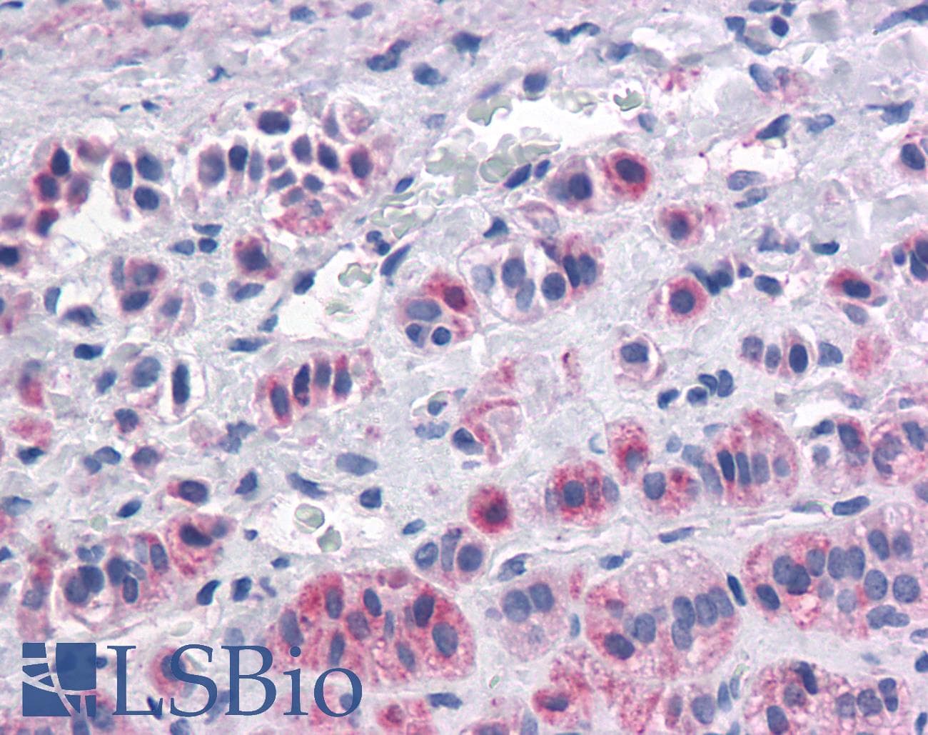 IHC-plus™ OX1R / Orexin Receptor 1 Antibody (C-Terminus)