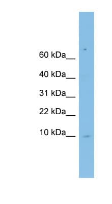 LSM6 Antibody (C-Terminus)