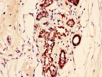 HIST1H2AI Antibody