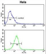 Dipeptidylpeptidase 8 / DPP8 Antibody (aa23-52)