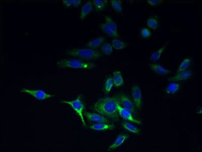 TMEM44 Antibody (aa269-439)