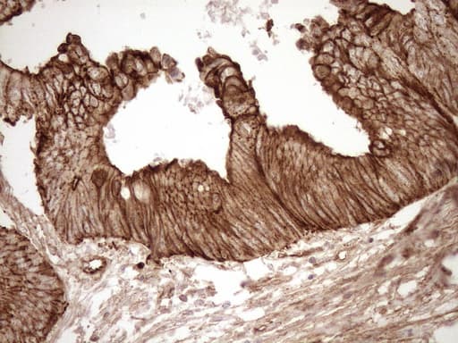 EPLIN Antibody (aa1-275, clone OTI8F7, Carrier-free)