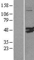 CMAS Protein (Over-Expression Lysate Myc-DDK (Flag))