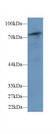 PLCD4 Antibody