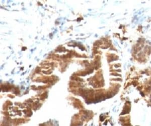 TOP1MT Antibody (clone TPIMT-1)