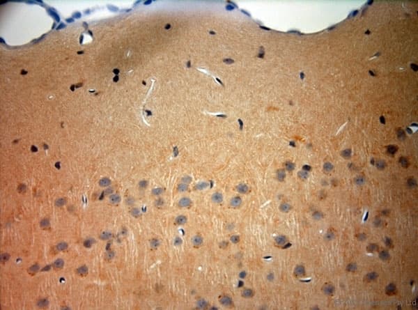 TAAR1 / TA1 Antibody (aa200-250)
