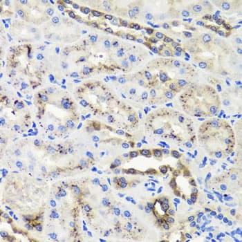 HSD2 / HSD11B2 Antibody