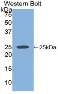 SPRY2 / Sprouty 2 Antibody (aa116-304)